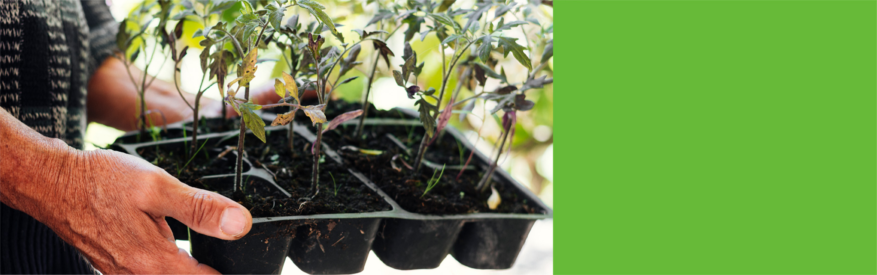 THERMPAK KENYA HORTICULTURE SEED TRAYS BANNER